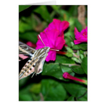 Moth Feeding on Pink Flower Greeting Card