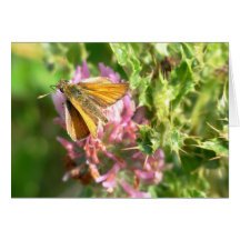 Moth on Thistle Note Card
