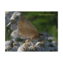 Moth on Yarrow Flowers, Unalaska Island