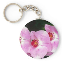 Moth Orchid