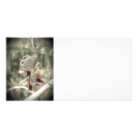Moth Photo Card photo cards