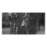 Moth Photo Card Template