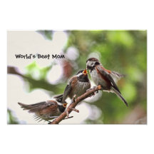 Mother and Baby Birds Photo Print