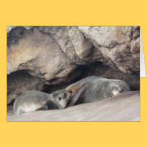 Mother and Baby Seal 1 cards
