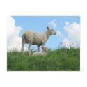 Mother and Baby Sheep Spring PostCard