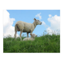 Mother and Baby Sheep Spring PostCard