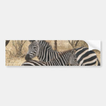 Mother and Baby Zebra  Bumper Sticker