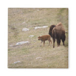 Mother Bison and Calf Refrigerator Magnet