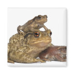 mother Common toad and her babies - bufo bufo magnets