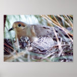 Mother Dove and Young Posters