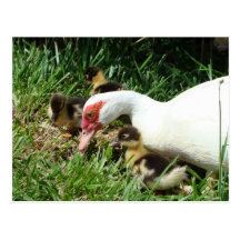 Mother Duck said Quack Quack Quack Post Cards