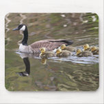 Mother Goose and Baby Geese Photo Mousepad