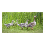Mother goose leading goslings in the wild photo cards