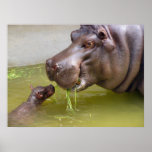 Mother Hippo with Baby Posters