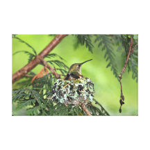 Mother Hummingbird on Nest Stretched Canvas Prints