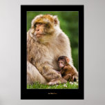 Mother Macaque and Baby Posters