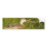 Mother Mallard Duck Bumper Stickers