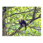 Mother Monkey and Baby in Jungle Post Cards