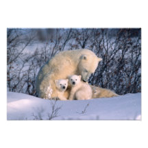 Mother Polar Bear Sitting with Twins, Photo Art