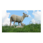 Mother Sheep & Her Lamb Grass Photo Poster Print