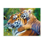 Mother Tiger with Baby Cub Climbing and Biting Ear postcards