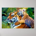 Mother Tiger with Baby Cub Climbing and Biting Ear posters