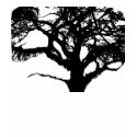 Mother Tree t-shirts