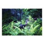 Mother Turkey in Ferns Photo