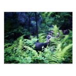 Mother Turkey in Ferns Postcard