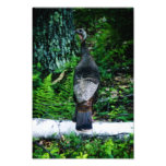 Mother Turkey Photo