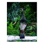 Mother Turkey Postcard