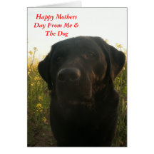 Mothers Day Greetings Greeting Card