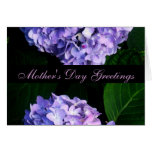 "Mother's Day Greetings" - Lavender Hydrangea [a] Greeting Cards