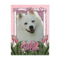 Mothers Day - Pink Tulips - American Eskimo