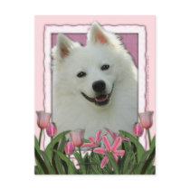 Mothers Day - Pink Tulips - American Eskimo