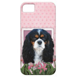 Mothers Day - Pink Tulips - Cavalier - Tri-Colour