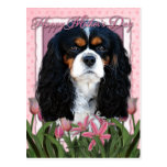 Mothers Day - Pink Tulips - Cavalier - Tri-Colour Postcards