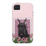 Mothers Day - Pink Tulips - Schnauzer iPhone 4/4S Cover