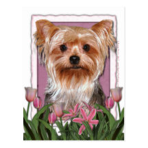 Mothers Day - Pink Tulips - Yorkshire Terrier Post Card
