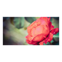 Mother's Love Picture Card