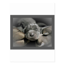 Mother's Paws Post Card