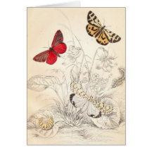 Moths and Butterflies Cards