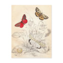 Moths and Butterflies postcards
