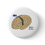 Motor Cortex buttons