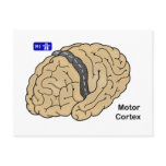 Motor Cortex postcards