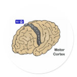 Motor Cortex stickers