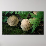 Mottled Mushrooms in Ferns Posters