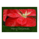 Mottled Red Poinsettias 1 - Merry Christmas Card