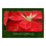 Mottled Red Poinsettias 1 - Seasons Greetings Card