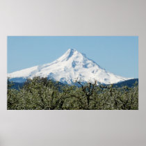 Mount Hood w/Cherry Blossums Poster
